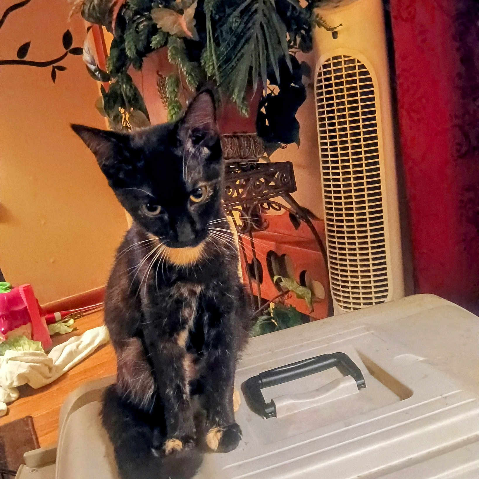 Soxie is registered to the contest to win money with this photo: cat, curious, curtain, eyes, face, household, indoor, kitten, pet, plastic_lid, portrait, potted_plant, sitting, small_cat, storage_container, tortoiseshell, tower_fan, warm_lighting, whiskers, wooden_floor