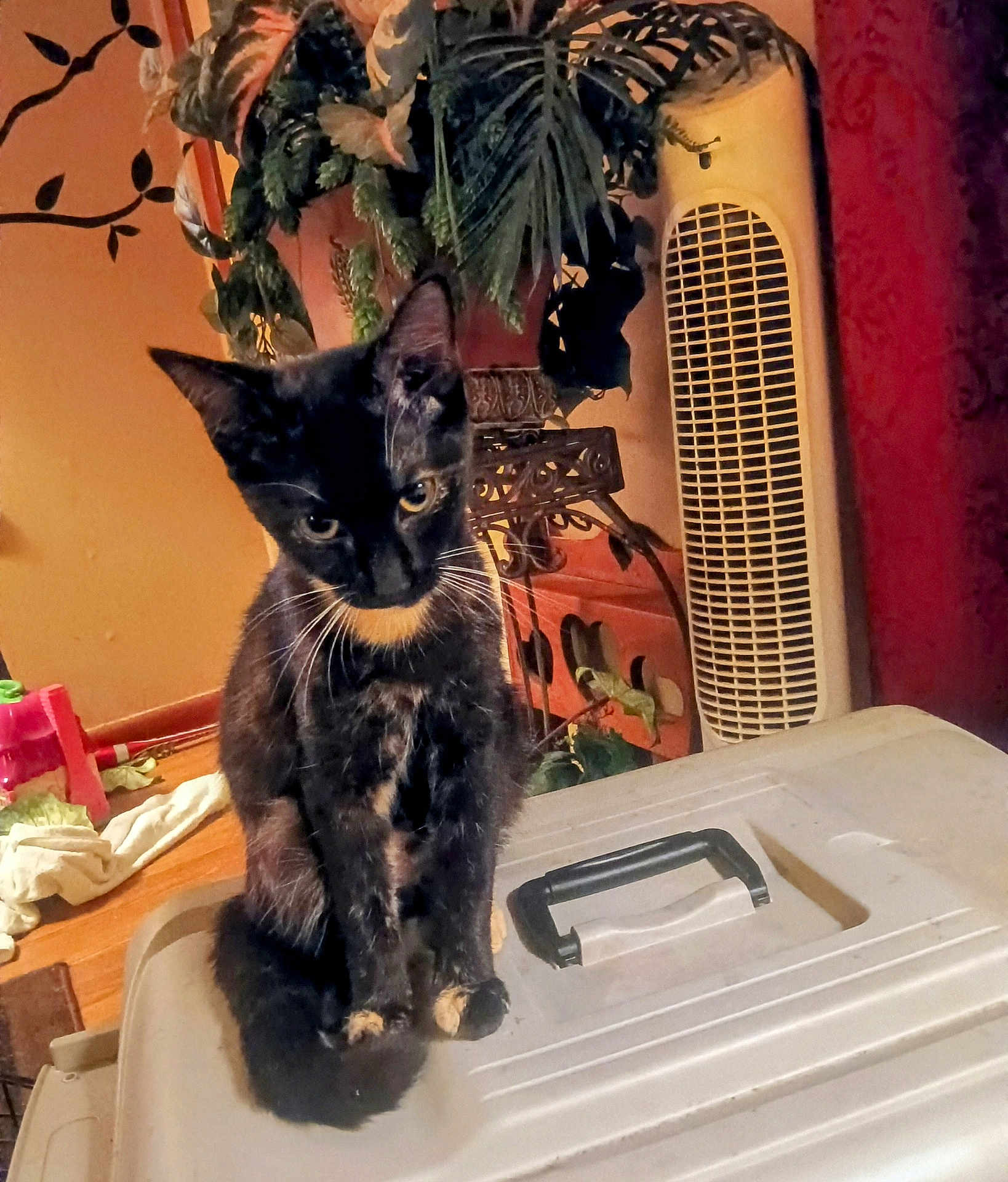 Soxie is registered to the contest to win money with this photo: cat, kitten, tortoiseshell, pet, small_cat, indoor, potted_plant, tower_fan, storage_container, plastic_lid, whiskers, sitting, curious, household, wooden_floor, curtain, warm_lighting, face, eyes, portrait