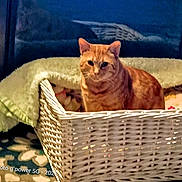 Mr Kitters is registered to the contest to win money with this photo: cat, orange_cat, tabby, wicker_basket, basket, blanket, cozy, indoor, pet, feline, fur, ears, eyes, sitting, home, rug, patterned_rug, watermark, night, portrait