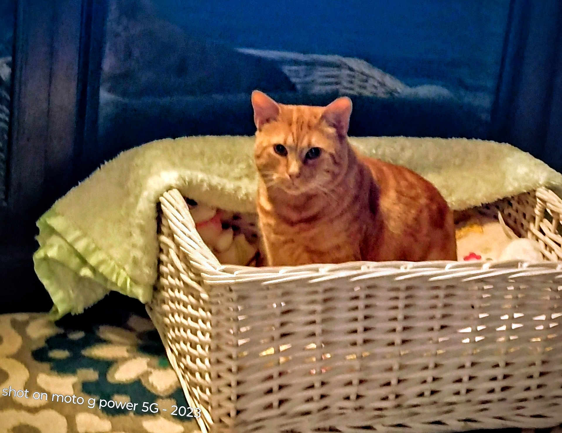 Mr Kitters is registered to the contest to win money with this photo: cat, orange_cat, tabby, wicker_basket, basket, blanket, cozy, indoor, pet, feline, fur, ears, eyes, sitting, home, rug, patterned_rug, watermark, night, portrait