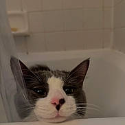 Milo joined the competition — help win amazing prizes! cat, bathtub, bathroom, curious, gray_and_white, pet, animal, indoor, face, whiskers, ears, shower_curtain, tiles, closeup, feline, looking, resting, domestic, cute, head