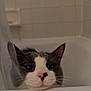 cat, bathtub, bathroom, curious, gray_and_white, pet, animal, indoor, face, whiskers, ears, shower_curtain, tiles, closeup, feline, looking, resting, domestic, cute, head