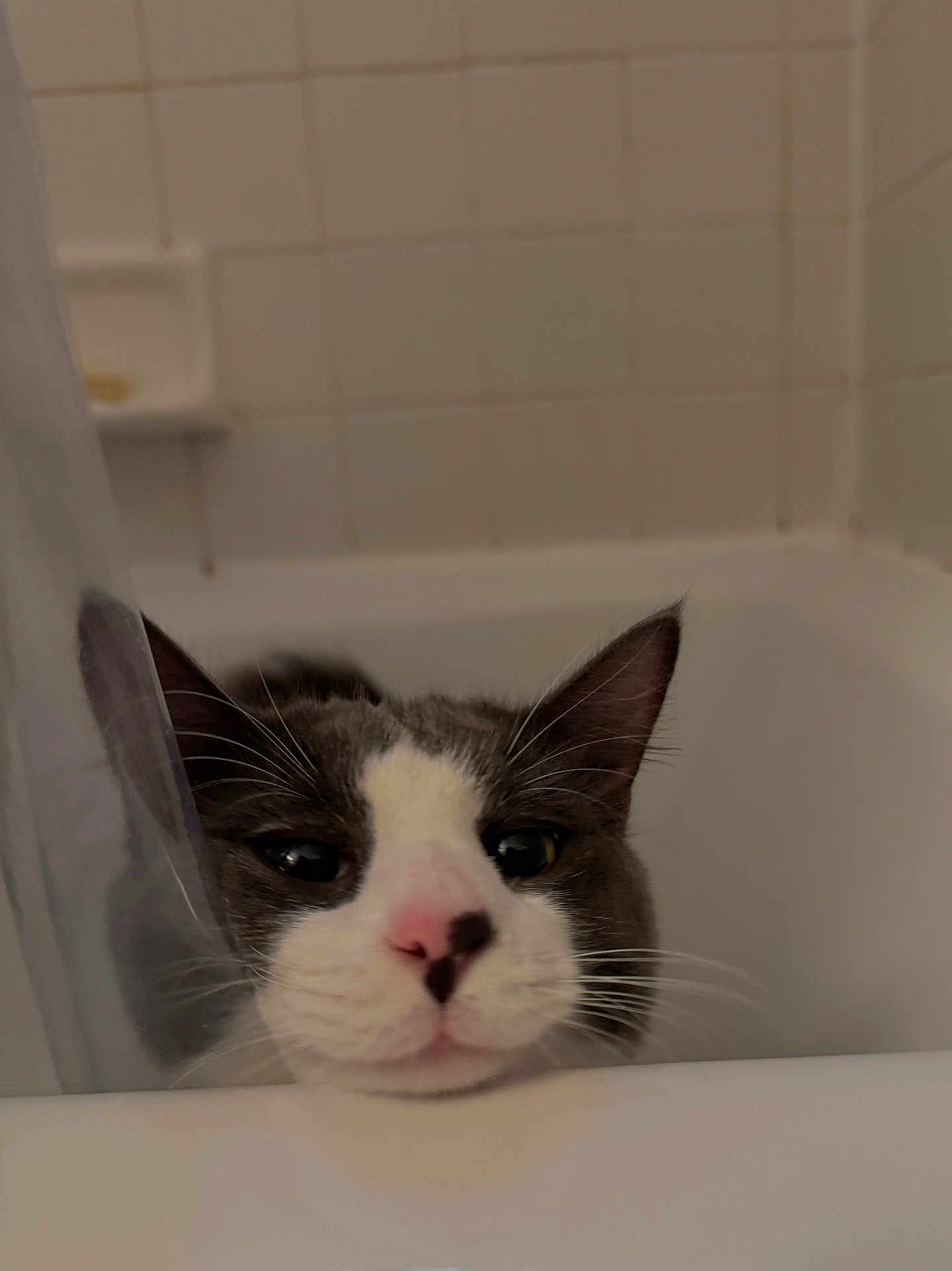 Milo