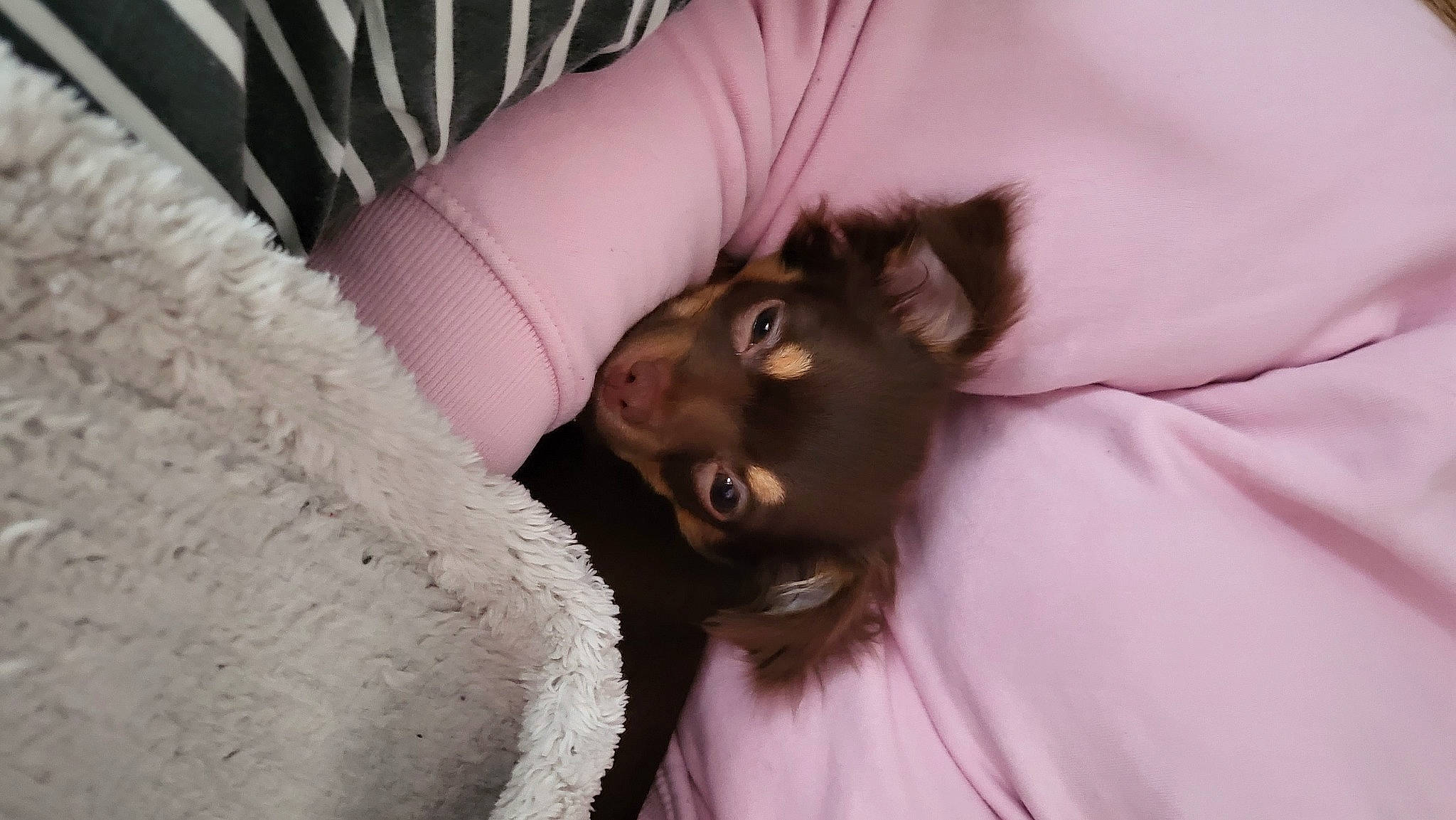 Guess a rejoint le concours — aidez-le/la à gagner de superbes lots ! abdomen, bedding, black_hair, child, close_up, comfort, companion_dog, couch, eye, eyelash, fur, fur_clothing, gesture, hair, head, linens, long_hair, magenta, pink, whiskers