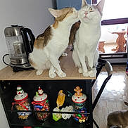 Caline Et Vanille a rejoint le concours — aidez-le/la à gagner de superbes lots ! cat, cats, table, kettle, window, candy_jars, holiday_decor, indoor, floor, wooden_table, licking, pets, domestic_animals, feline, natural_light, cozy, home, four_legs, fur, companions