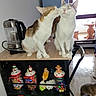 cat, cats, table, kettle, window, candy_jars, holiday_decor, indoor, floor, wooden_table, licking, pets, domestic_animals, feline, natural_light, cozy, home, four_legs, fur, companions