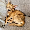 Guizmo participe au concours pour gagner de l'argent avec cette photo : dog, chihuahua, sleeping, pet, couch, furniture, cozy, resting, small_dog, brown_fur, curled_up, nap, indoor, domestic_animal, close_up, texture, relaxation, companion, human, sweatshirt