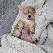 Guizmo a rejoint le concours — aidez-le/la à gagner de superbes lots ! puppy, dog, blanket, cozy, cute, small_dog, fur, pet, lying_down, winking, indoor, soft_texture, sleepy, relaxed, bed, fur_pattern, ears, paws, comfort, resting