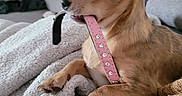 Guizmo participe au concours pour gagner de l'argent avec cette photo : dog, puppy, chihuahua, pet, collar, pink_collar, blanket, knitted_sweater, indoor, cozy, cute, small_dog, fur, animal, home, relaxed, chewing, snout, ears, resting