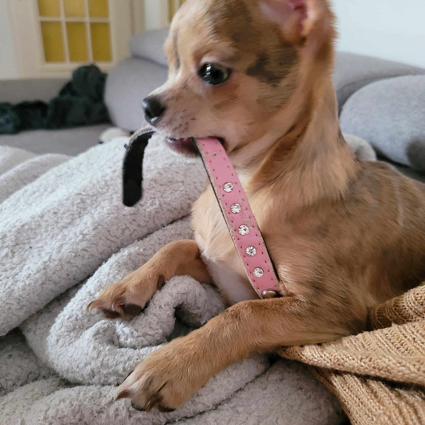 Guizmo participe au concours pour gagner de l'argent avec cette photo : dog, puppy, chihuahua, pet, collar, pink_collar, blanket, knitted_sweater, indoor, cozy, cute, small_dog, fur, animal, home, relaxed, chewing, snout, ears, resting
