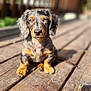 animal, architecture, boardwalk, bridge, building, canine, deck, dog, handrail, hardwood, hound, house, housing, lumber, pet, plywood, porch, puppy, water, wood