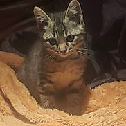 Chipie participe au concours pour gagner de l'argent avec cette photo : kitten, cat, tabby, animal, pet, feline, young, fur, whiskers, ears, blanket, soft, cozy, indoor, cute, small, curious, sitting, warm, texture