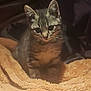 kitten, cat, tabby, animal, pet, feline, young, fur, whiskers, ears, blanket, soft, cozy, indoor, cute, small, curious, sitting, warm, texture