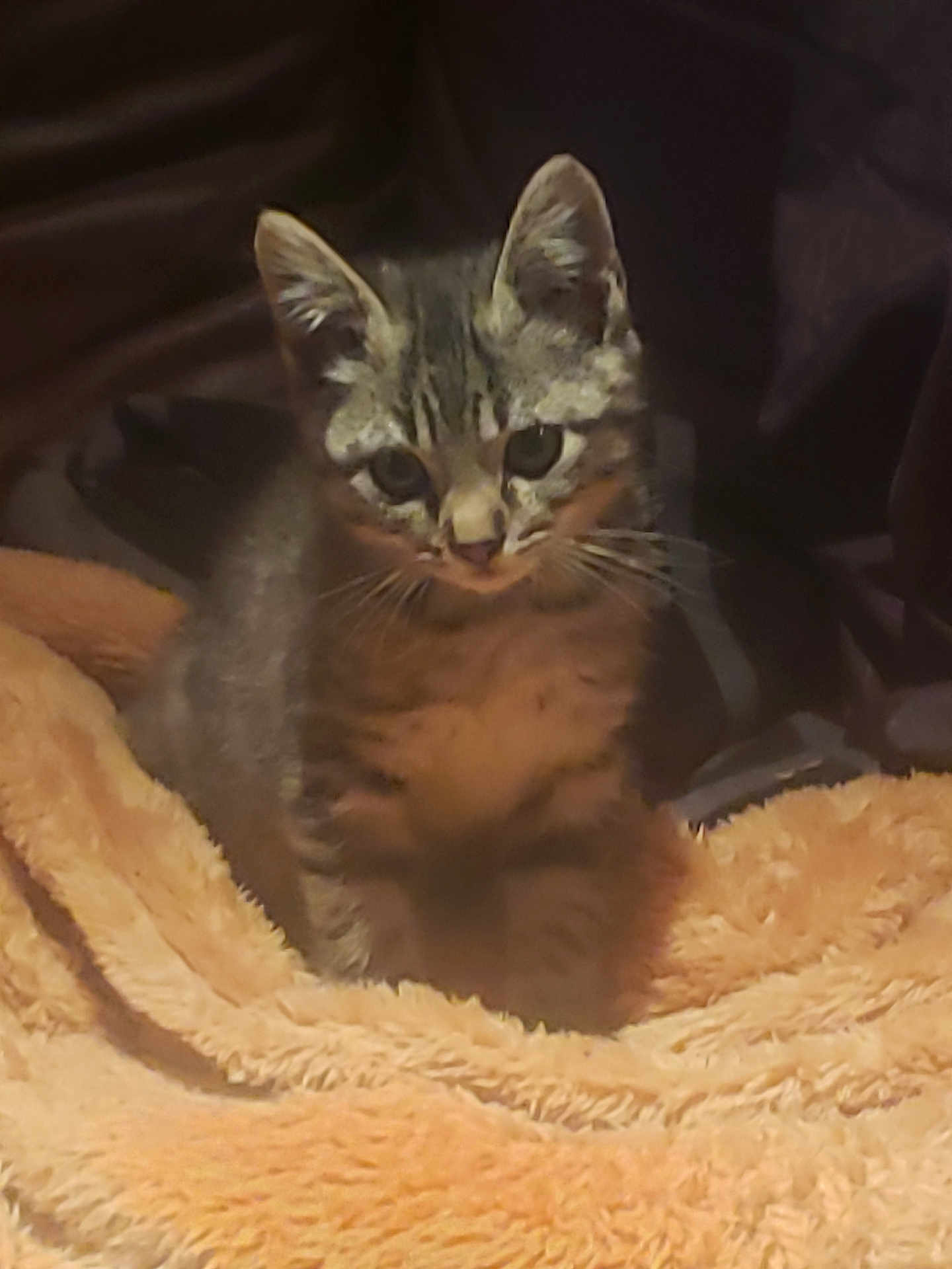 Chipie participe au concours pour gagner de l'argent avec cette photo : kitten, cat, tabby, animal, pet, feline, young, fur, whiskers, ears, blanket, soft, cozy, indoor, cute, small, curious, sitting, warm, texture