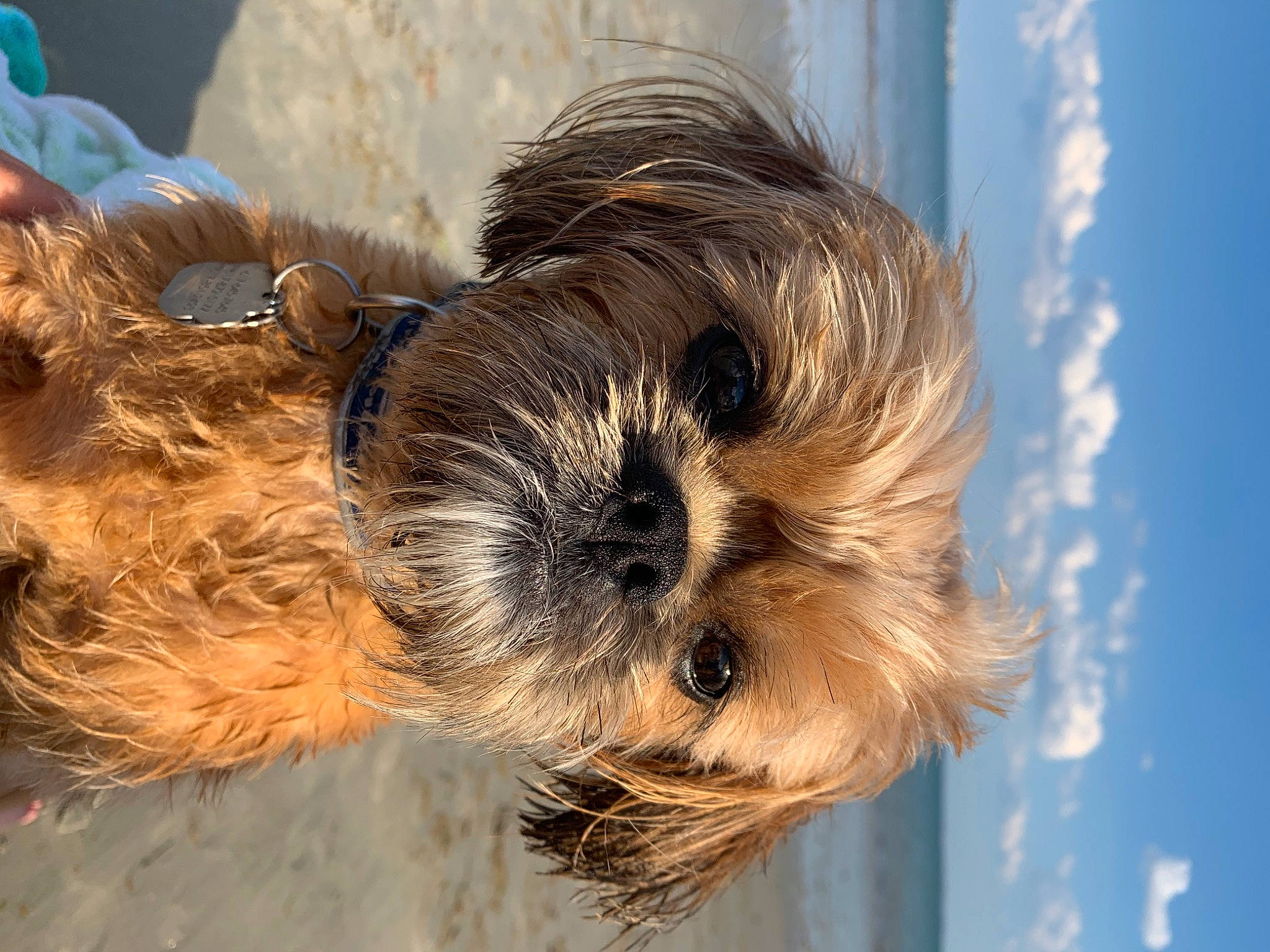 Finn joined the competition — help win amazing prizes! canidae, carnivore, cloud, companion_dog, dog, dog_breed, dog_supply, fawn, fur, liver, pet_supply, sky, small_terrier, snout, sporting_group, tail, terrestrial_animal, terrier, toy_dog, working_animal