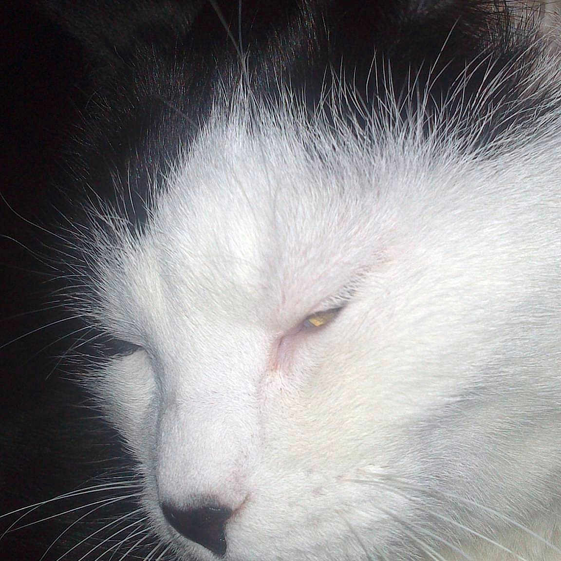 Ali