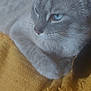 cat, gray_cat, blue_eyes, close_up, resting, yellow_blanket, texture, fur, whiskers, animal, pet, indoor, cozy, soft, relaxed, cute, mammal, sleepy, companion, black_cat