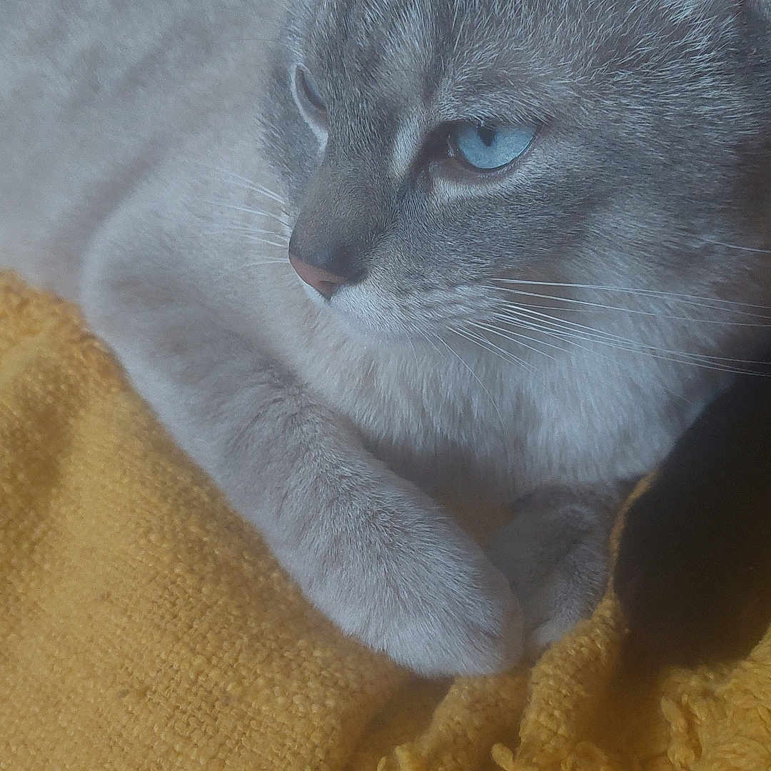 Chiro Kaaris a rejoint le concours — aidez-le/la à gagner de superbes lots ! animal, black_cat, blue_eyes, cat, close_up, companion, cozy, cute, fur, gray_cat, indoor, mammal, pet, relaxed, resting, sleepy, soft, texture, whiskers, yellow_blanket