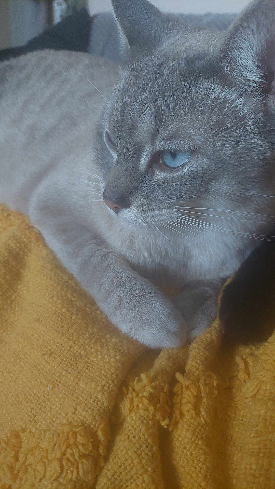 Chiro Kaaris a rejoint le concours — aidez-le/la à gagner de superbes lots ! cat, gray_cat, blue_eyes, close_up, resting, yellow_blanket, texture, fur, whiskers, animal, pet, indoor, cozy, soft, relaxed, cute, mammal, sleepy, companion, black_cat