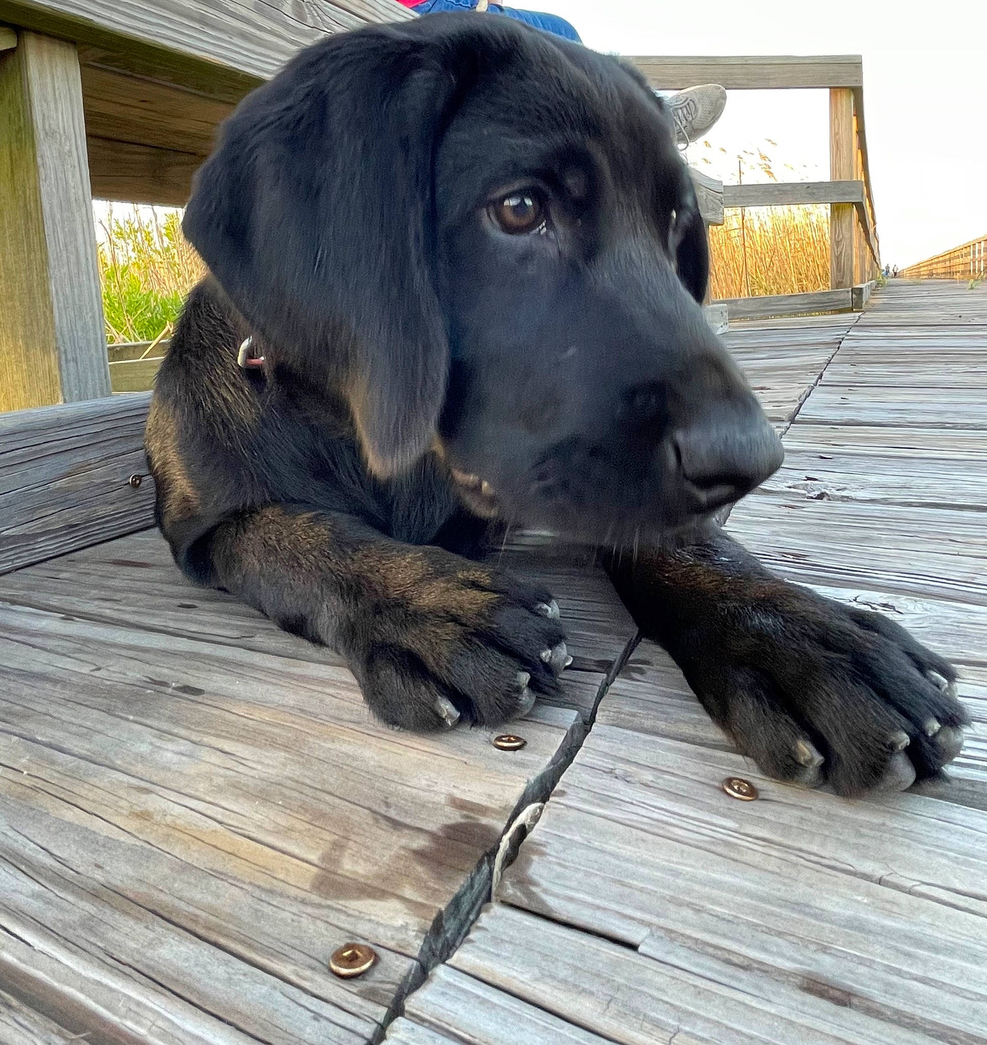 Ranger is registered to the contest to win money with this photo: borador, canidae, carnivore, companion_dog, dog, dog_breed, fawn, fur, gun_dog, hardwood, hunting_dog, liver, plank, snout, sporting_group, terrestrial_animal, wood, working_animal