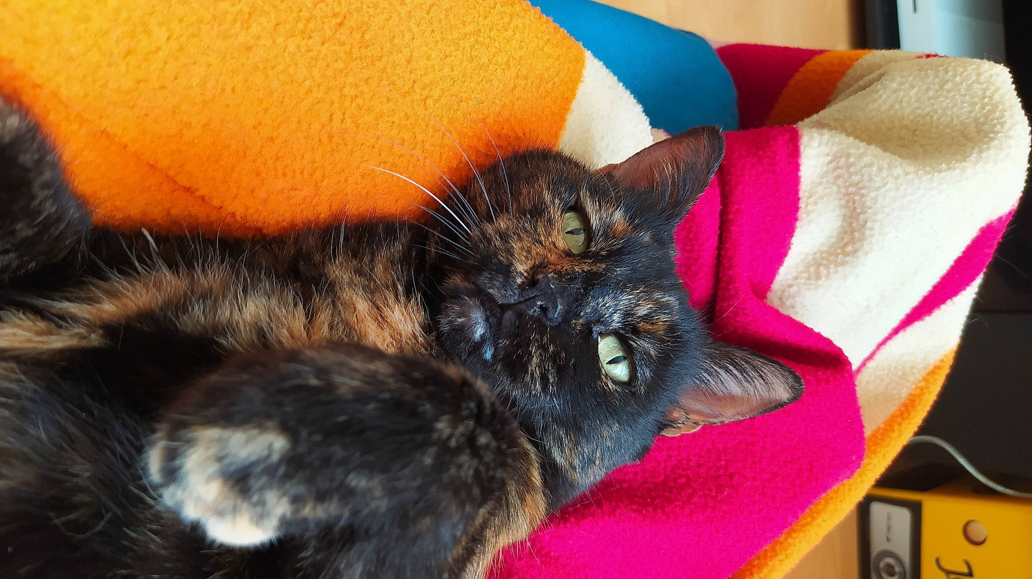 Ecaille participe au concours pour gagner de l'argent avec cette photo : carnivore, cat, claw, comfort, domestic_short_haired_cat, ear, fawn, felidae, fur, nail, nap, paw, sleep, small_to_medium_sized_cats, snout, tail, terrestrial_animal, whiskers