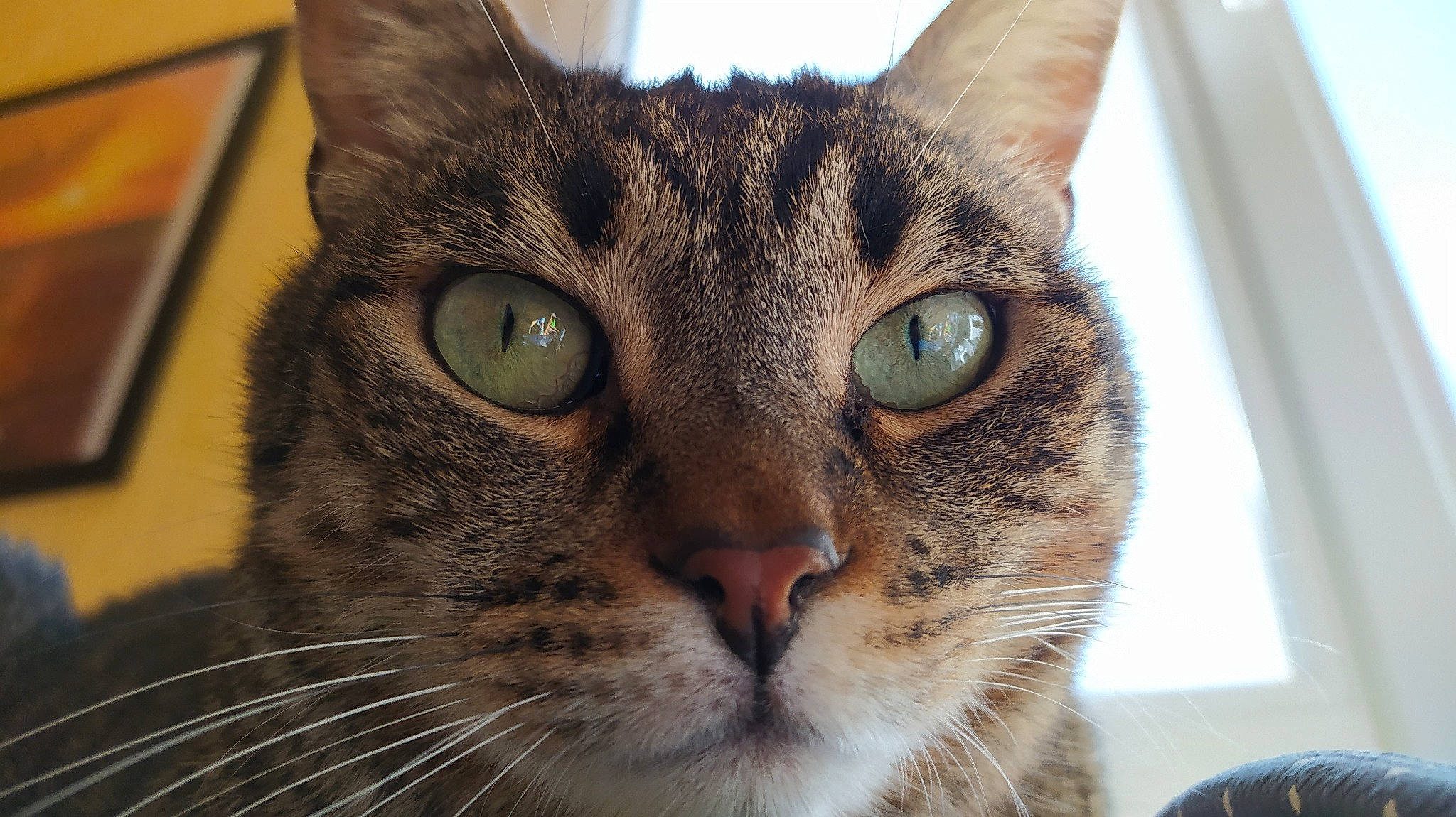 Dumbo participe au concours pour gagner de l'argent avec cette photo : carnivore, cat, close_up, domestic_short_haired_cat, ear, eye, felidae, fur, hair, head, photography, small_to_medium_sized_cats, snout, terrestrial_animal, whiskers, window