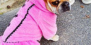Leïa a rejoint le concours — aidez-le/la à gagner de superbes lots ! dog, french_bulldog, pink_hoodie, pet_clothing, sidewalk, pavement, person, sneakers, outdoor, animal, canine, leash, cute, small_dog, brown_dog, fur, ears, looking_back, casual, walking