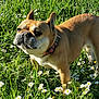 dog, french_bulldog, grass, flowers, daisies, outdoor, sunlight, pet, animal, nature, collar, brown_dog, canine, summer, greenery, cute, portrait, daylight, mammal, standing