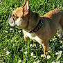 dog, brown_dog, collar, grass, daisies, flowers, outdoor, nature, pet, animal, sunlight, alert, side_view, greenery, summer, canine, mammal, field, daylight, standing
