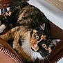 Qi'Ra participe au concours pour gagner de l'argent avec cette photo : cat, calico_cat, pet, animal, feline, yellow_eyes, fur, whiskers, leather_chair, brown_chair, indoor, relaxed, looking_up, curious, close_up, cozy, home, seated, multicolored, domestic_animal