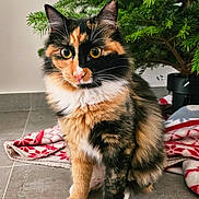 Qi'Ra participe au concours pour gagner de l'argent avec cette photo : cat, calico_cat, animal, pet, feline, fur, whiskers, floor, blanket, christmas_tree, greenery, indoor, cute, sitting, yellow_eyes, paws, holiday, cozy, domestic_animal, curious