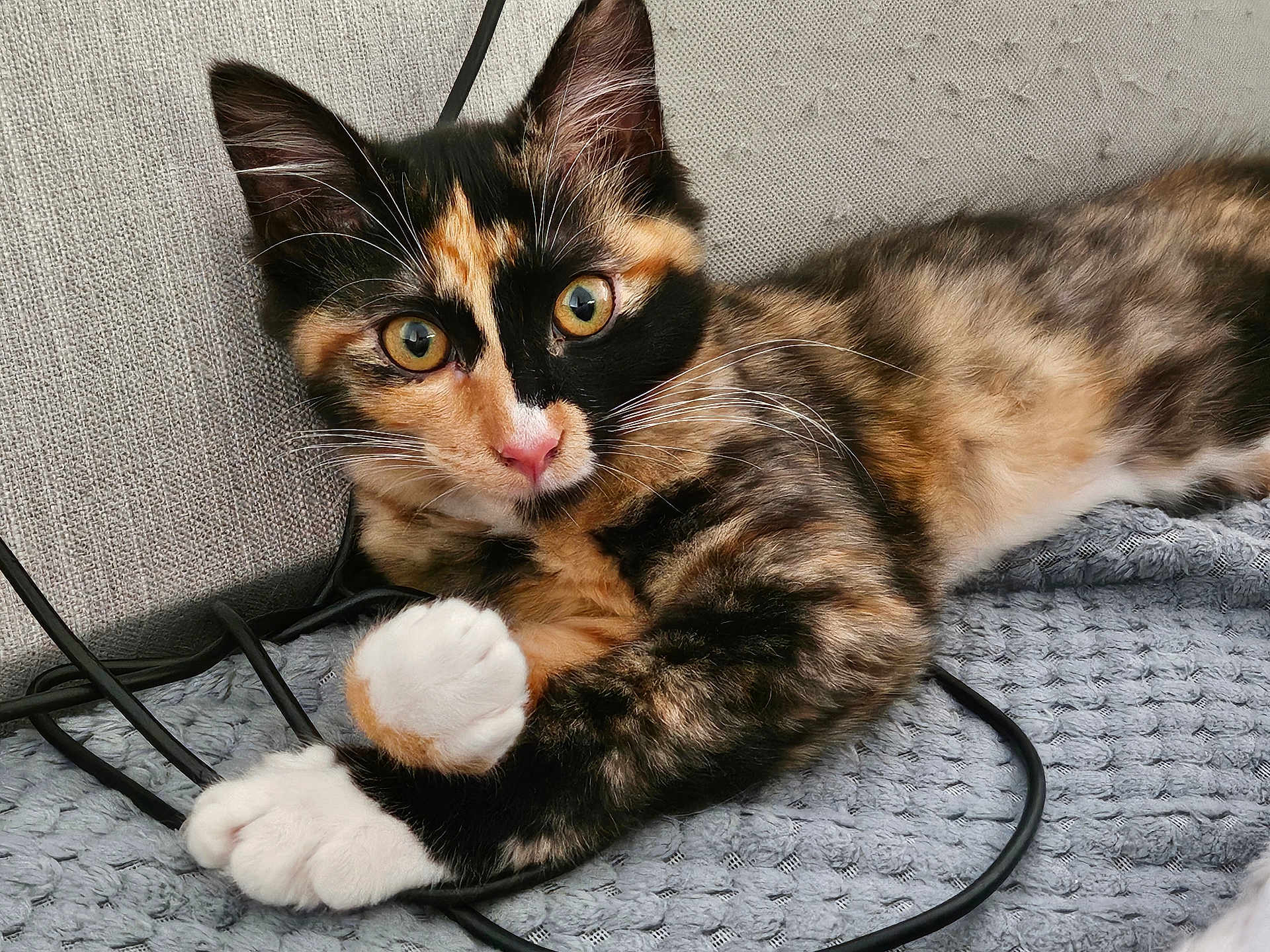 Qi'Ra a rejoint le concours — aidez-le/la à gagner de superbes lots ! cat, calico, kitten, animal, pet, fur, whiskers, paws, blanket, cables, indoor, closeup, cute, relaxed, looking, playful, texture, gray, orange, black