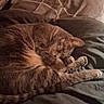 Dexter a rejoint le concours — aidez-le/la à gagner de superbes lots ! cat, tabby, sleeping, curled_up, grooming, paw, whiskers, fur, bed, blanket, pillow, bedroom, indoor, cozy, relaxed, resting, brown, striped, pet, cute