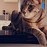 cat, tabby_cat, pet, animal, feline, whiskers, ears, eyes, paws, striped_fur, brown_fur, indoor, kitchen, countertop, reflection, portrait, sitting, lounging, home, appliance