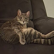 Dexter participe au concours pour gagner de l'argent avec cette photo : cat, tabby_cat, pet, animal, couch, sofa, indoor, home, relaxed, sleeping, lying_down, sprawled, fur, striped_fur, ears, whiskers, tail, paws, portrait, low_light