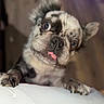 dog, puppy, tongue_out, curious, speckled_coat, ears_up, wide_eyes, indoor, wooden_floor, white_surface, close_up, pet, animal, cute, small_dog, looking_up, paw, furry, adorable, playful