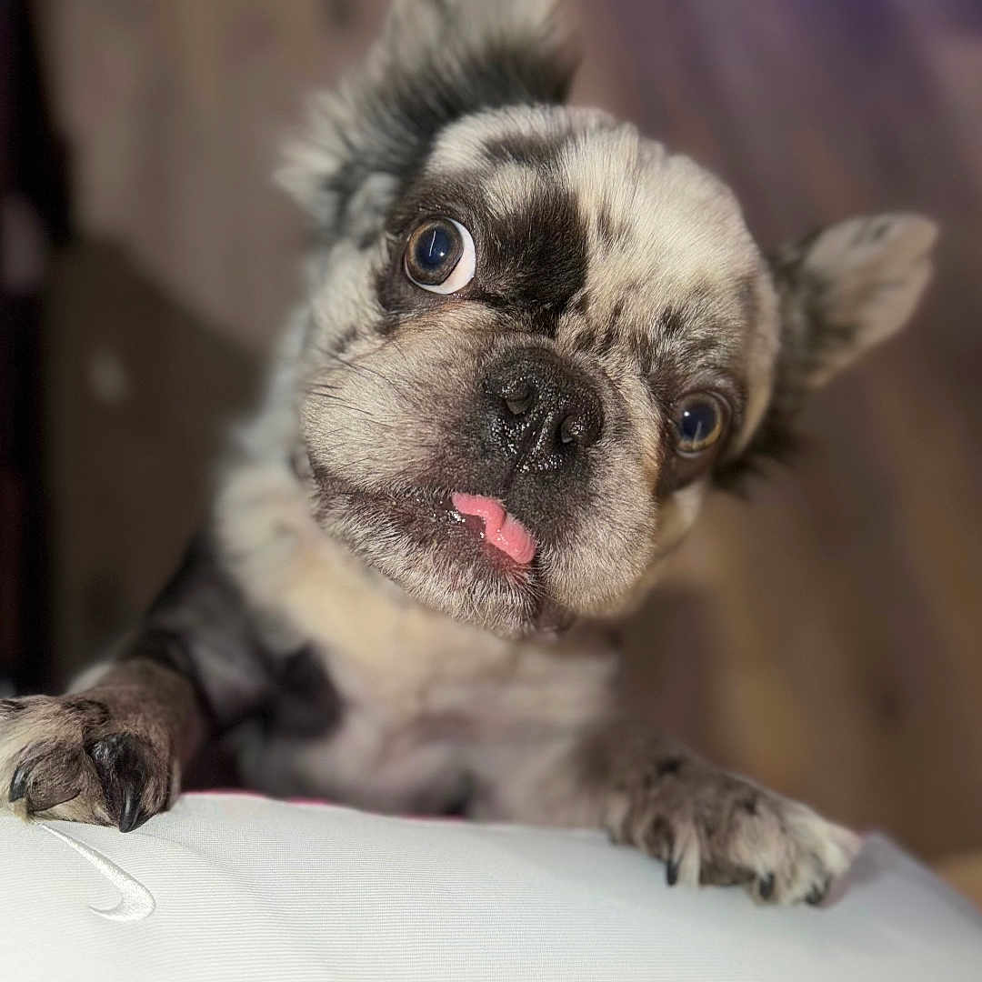 Harley joined the competition — help win amazing prizes! dog, puppy, tongue_out, curious, speckled_coat, ears_up, wide_eyes, indoor, wooden_floor, white_surface, close_up, pet, animal, cute, small_dog, looking_up, paw, furry, adorable, playful