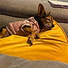 Kanelle participe au concours pour gagner de l'argent avec cette photo : black, brown, canine, closed_eyes, couch, cozy, dog, fabric, furniture, home, hoodie, indoor, paws, pet, quiet, relaxation, resting, sleeping, small_dog, yellow_pillow