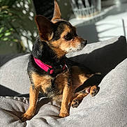 Kanelle a rejoint le concours — aidez-le/la à gagner de superbes lots ! animal, close_up, comfortable, cozy, cute, dog, domestic_animal, ears, furry, gray_cushion, indoor, pet, pink_collar, relaxing, resting, shadow, side_view, small_dog, sunlight, warm_light