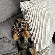 Kanelle participe au concours pour gagner de l'argent avec cette photo : dog, small_dog, paw, lying_down, couch, cushion, pillows, pet, indoor, cozy, relaxed, fur, collar, brown, black, cute, animal, resting, home, comfortable