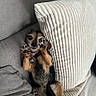 dog, small_dog, paw, lying_down, couch, cushion, pillows, pet, indoor, cozy, relaxed, fur, collar, brown, black, cute, animal, resting, home, comfortable