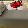 Kanelle a rejoint le concours — aidez-le/la à gagner de superbes lots ! animal, black_and_brown, clothing, couch, cozy, cute, dog, domestic, furniture, home, indoors, living_room, looking_at_camera, pet, plaid, red_skirt, resting, sitting, small_dog, tile_floor