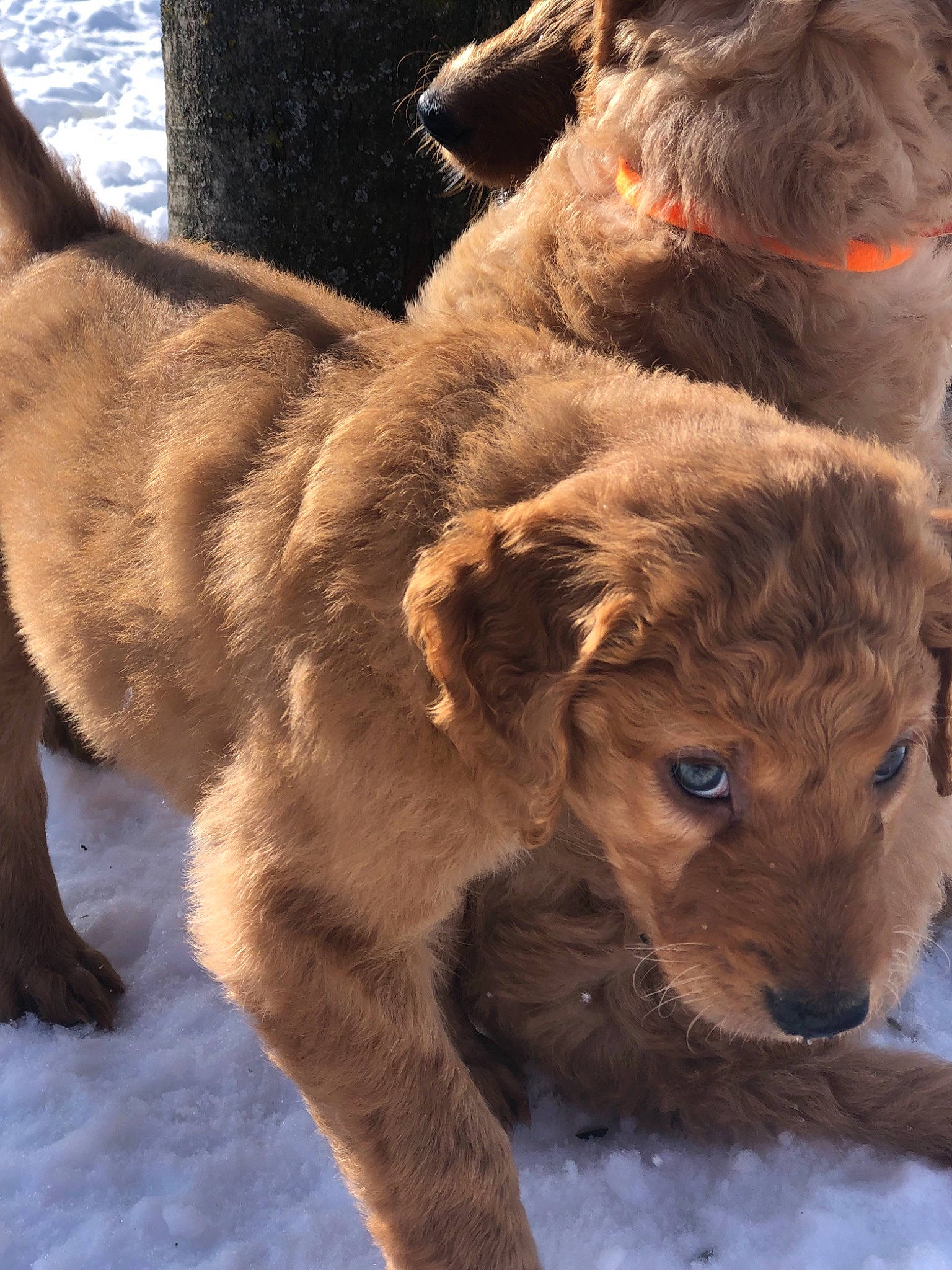 Coco joined the competition — help win amazing prizes! airedale_terrier, canidae, carnivore, dog, dog_breed, fawn, goldendoodle, irish_terrier, mammal, puppy, sporting_group, styrian_coarse_haired_hound, terrier, vertebrate