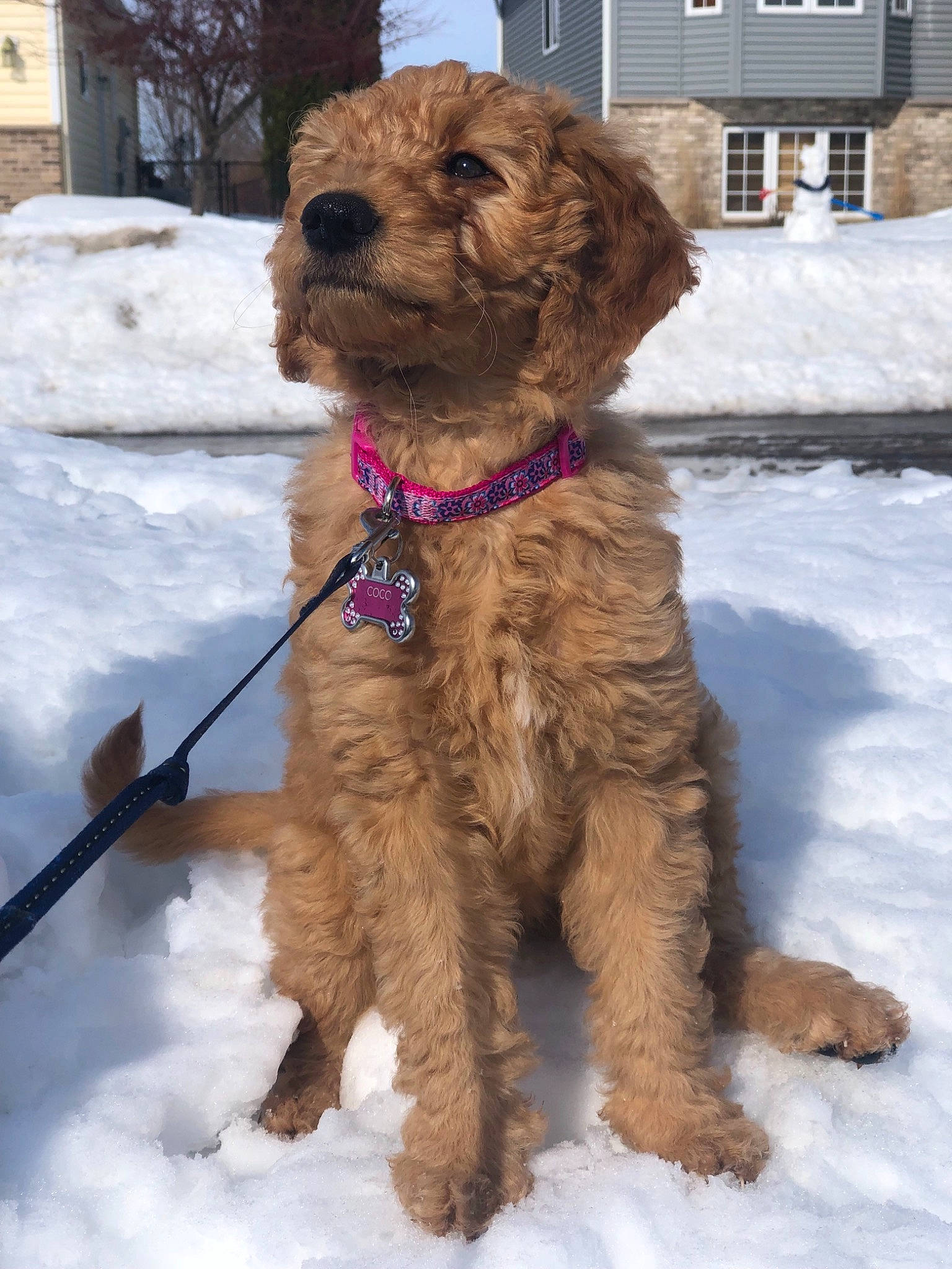 Coco is registered to the contest to win money with this photo: canidae, carnivore, cavapoo, cockapoo, companion_dog, dog, dog_breed, dutch_smoushond, goldendoodle, irish_soft_coated_wheaten_terrier, mammal, poodle_crossbreed, puppy, rare_breed_dog, schnoodle, snow, sporting_group, styrian_coarse_haired_hound, terrier, vertebrate