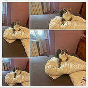 Milo a rejoint le concours — aidez-le/la à gagner de superbes lots ! bed, blanket, cat, comforter, cozy, curious, curtains, domestic, feline, fur, indoor, paws, pet, purple_wall, resting, sleeping_area, tail, whiskers, window, wooden_bedframe