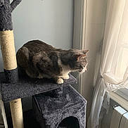 Milo participe au concours pour gagner de l'argent avec cette photo : cat, cat_tree, gray_cat, white_paws, indoor, window, curtains, natural_light, pet, feline, scratching_post, cozy, home, animal, looking_out, furniture, domestic_cat, resting, quiet, soft_light