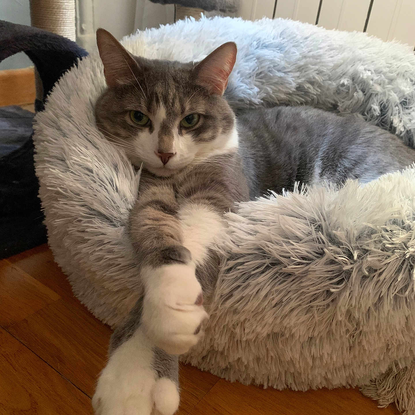 Milo participe au concours pour gagner de l'argent avec cette photo : animal, calm, cat, cozy, cute, domestic_cat, feline, fluffy_bed, fur, gray_cat, home, indoor, looking_at_camera, paws, pet_bed, relaxed, resting, stretching, white_cat, wooden_floor