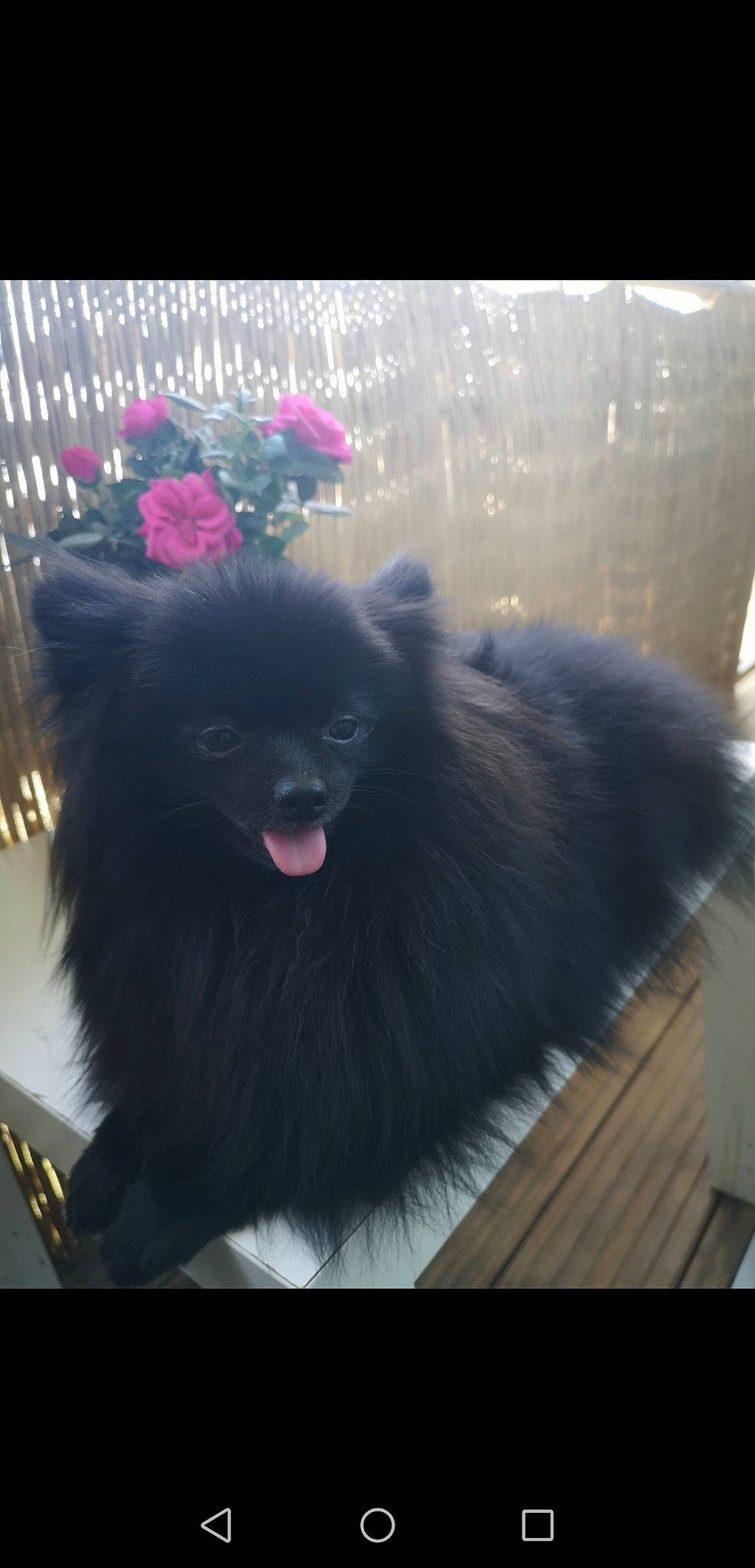 Daisy a rejoint le concours — aidez-le/la à gagner de superbes lots ! canidae, carnivore, companion_dog, dog, dog_breed, fashion_accessory, fawn, fur, german_spitz, german_spitz_klein, german_spitz_mittel, magenta, natural_material, non_sporting_group, snout, spitz, sporting_group, whiskers, working_animal, working_dog