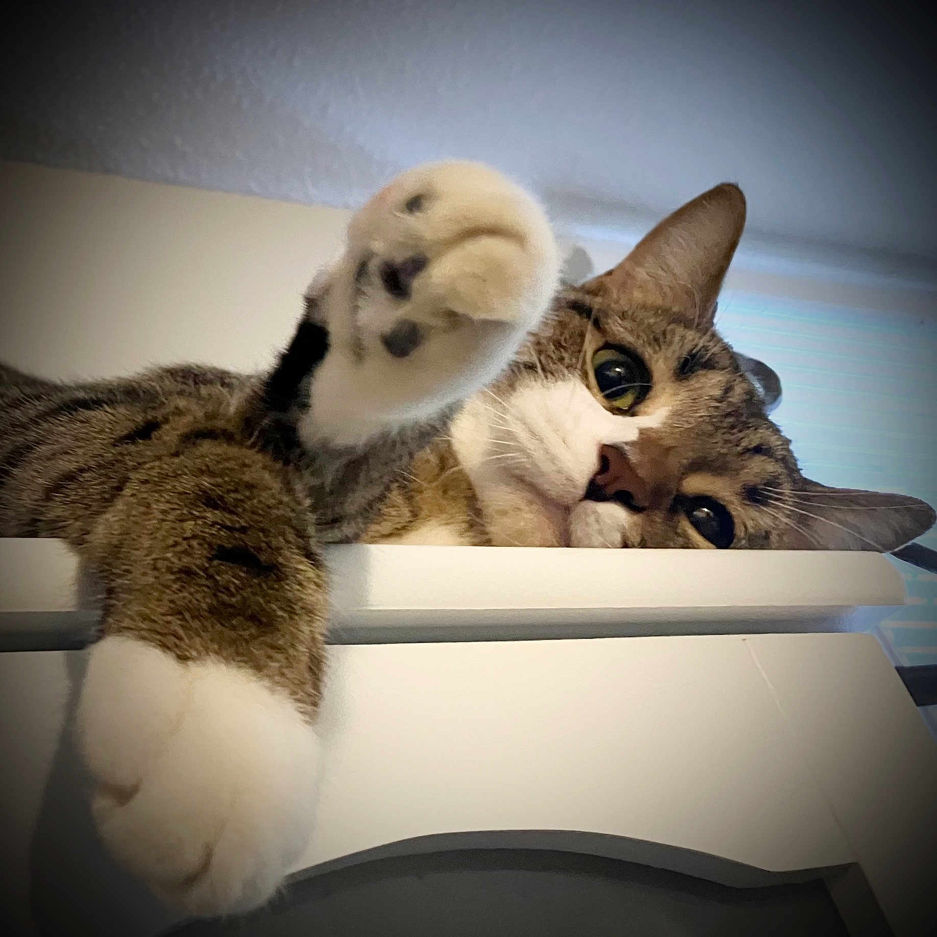 Moonie is registered to the contest to win money with this photo: animal, cat, claw, close_up, cute, domestic, ears, face, feline, fur, indoor, looking, paw, pet, playful, relaxed, resting, tabby, whiskers, white_surface