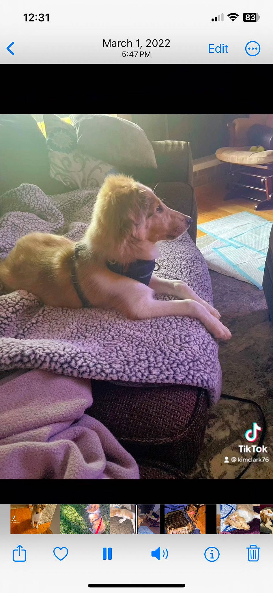 Dexter is registered to the contest to win money with this photo: barechested, canidae, carnivore, comfort, companion_dog, couch, fawn, felidae, fun, fur, human_leg, leisure, nap, photo_caption, room, sitting, small_to_medium_sized_cats, teddy_bear, thigh, toy